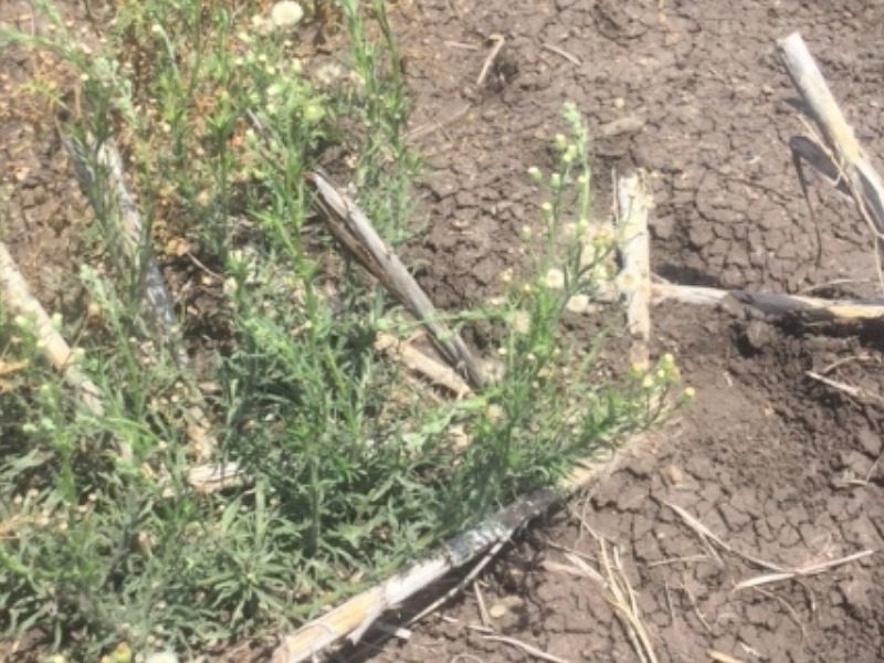 Macca’s weeds: Pesticide resistance in 2025