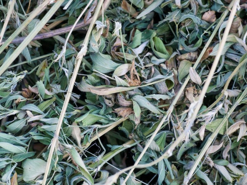 Macca’s weeds: Lucerne Growing Tips