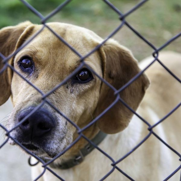 Opinion: Can you afford a dog’s love?