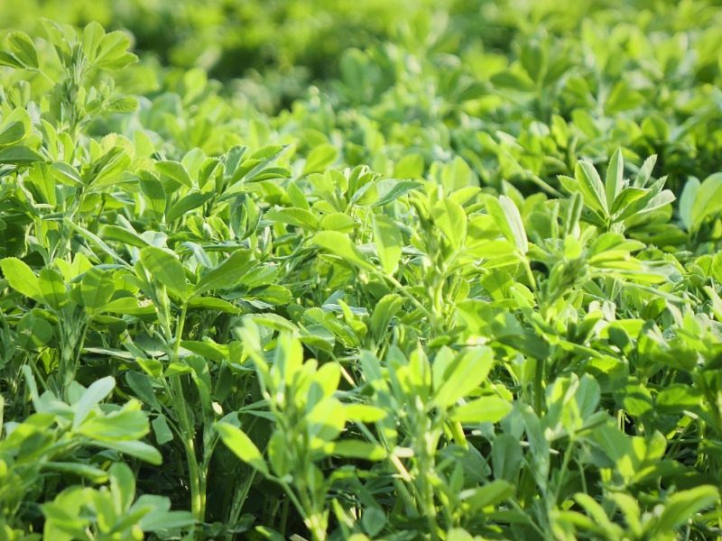 Macca’s Weeds: The resilience of Lucerne and the aphid threat